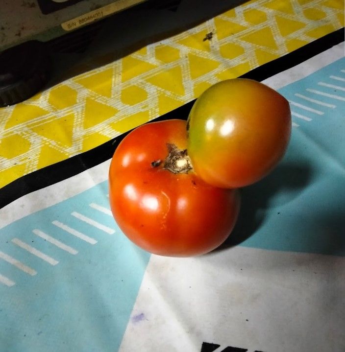 tomate doble